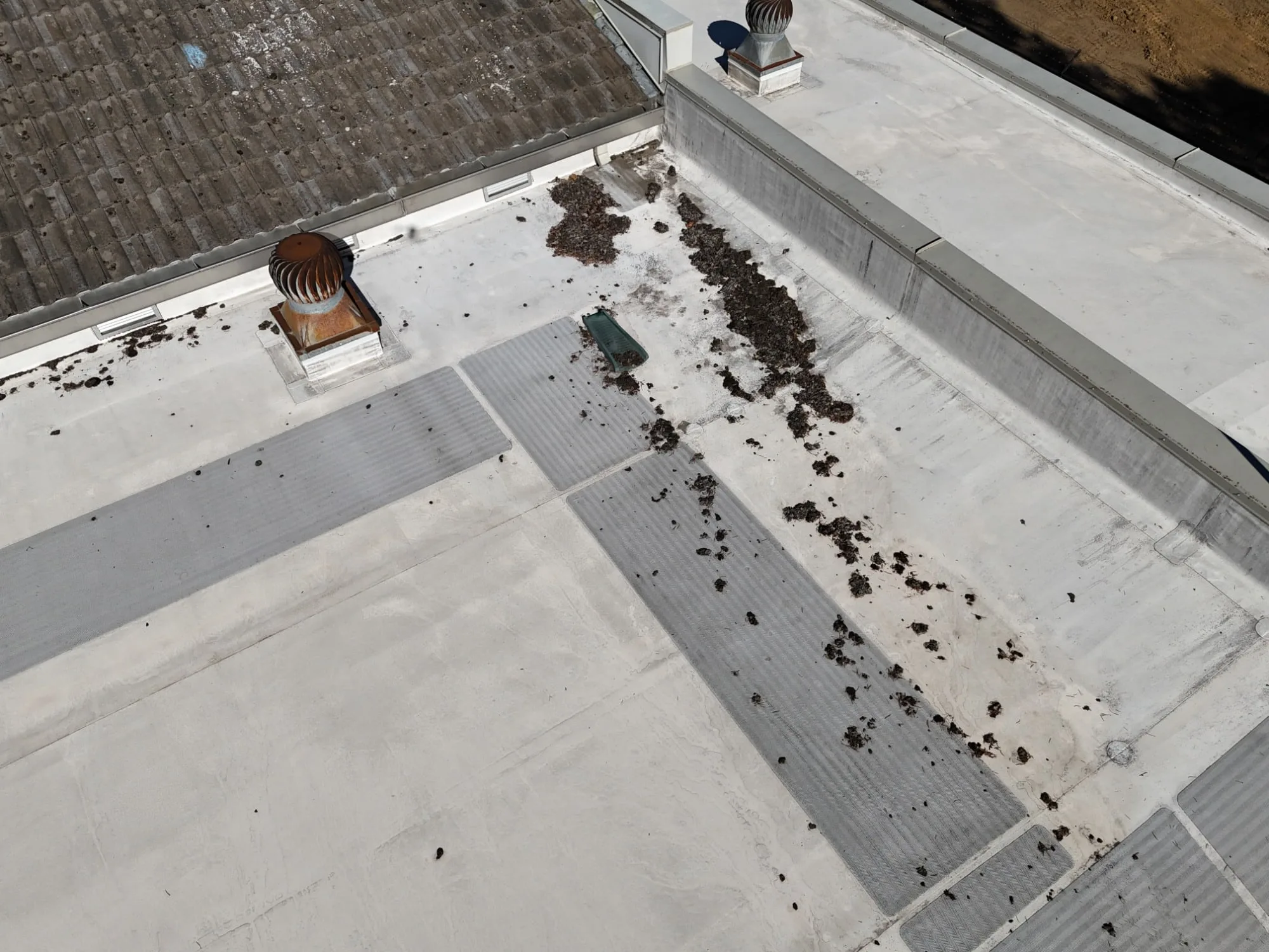 Clumps of needles and leaves along a wall and across the walk pads of a flat roof.