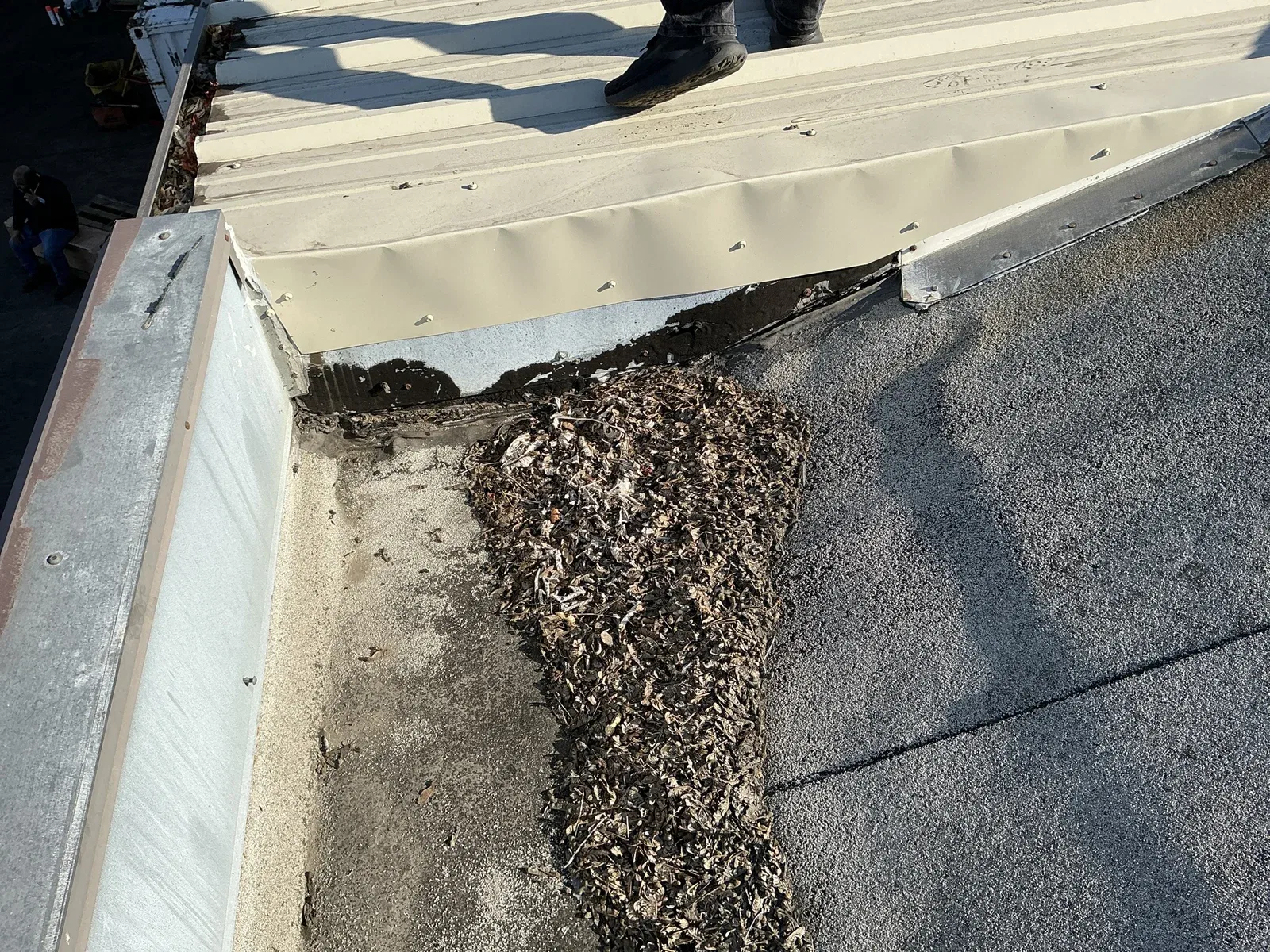 Leaves and debris collected where the torch-down roof meets an adjoining metal roof.