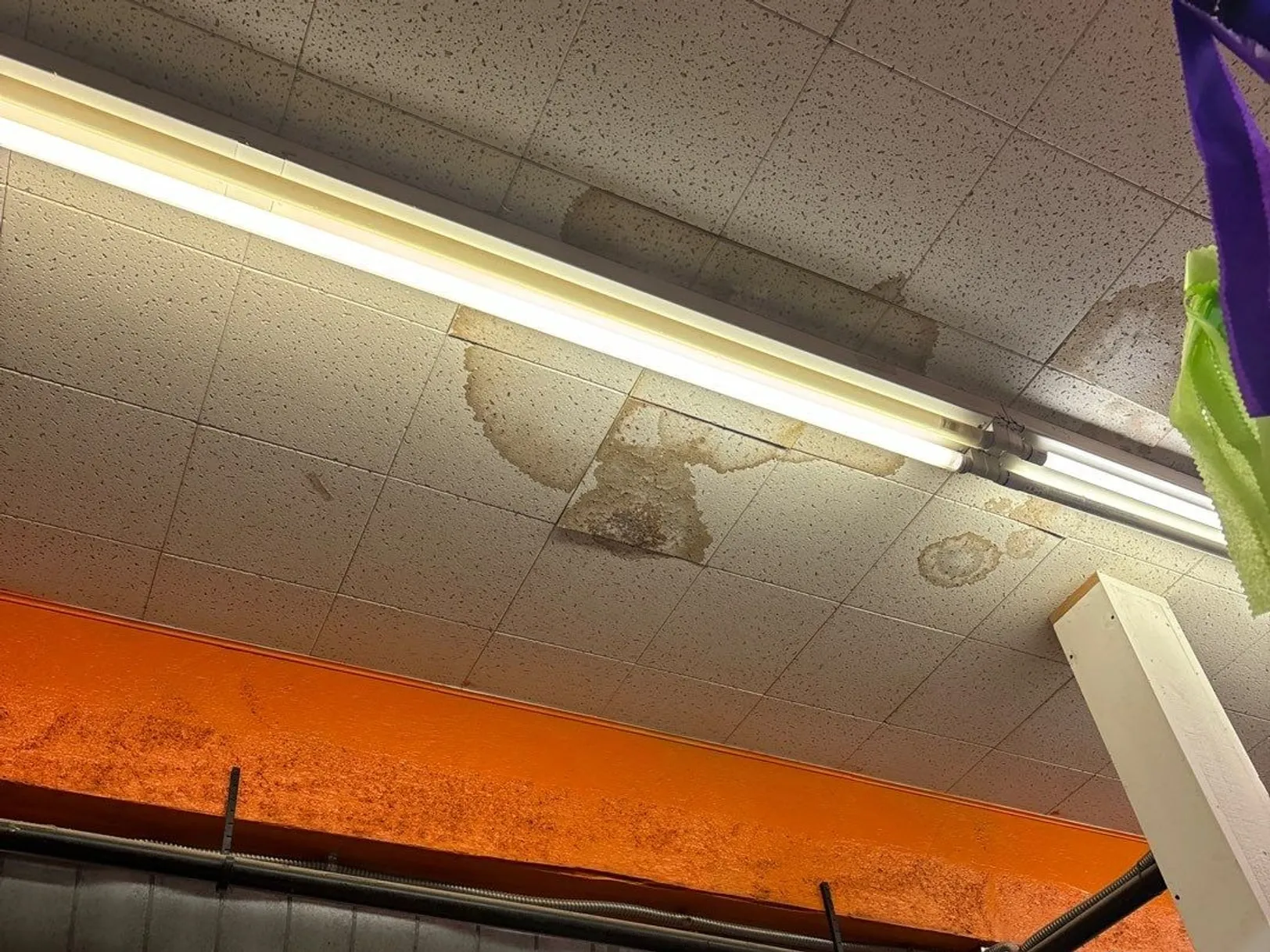 A suspended ceiling of white acoustic tiles with several brown water rings spread along a fluorescent light, above an orange-painted beam and a run of pipe and conduit