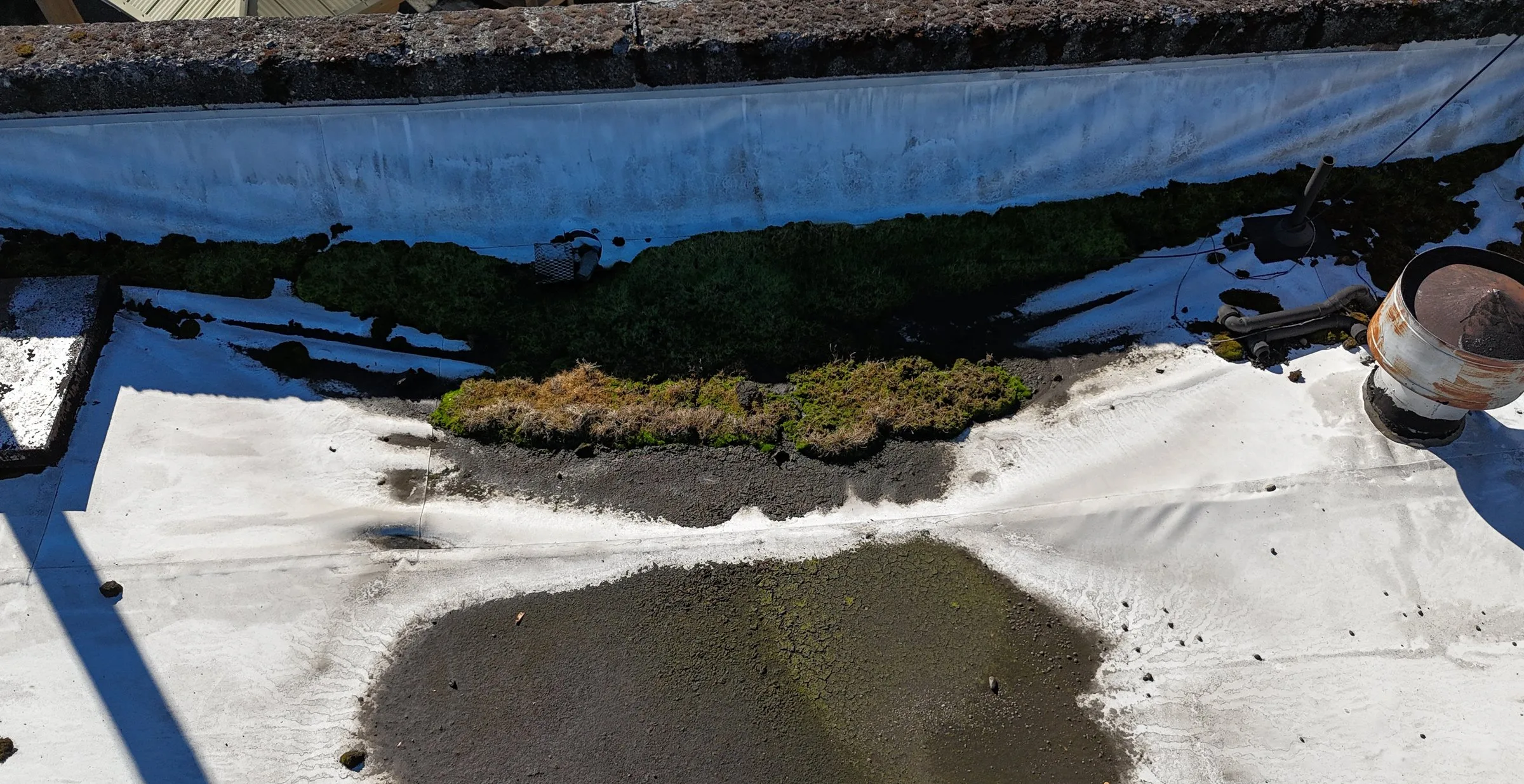 Moss and grass growing in a strip along the base of a wall on a white flat roof, with a dark, wet patch in front of it.