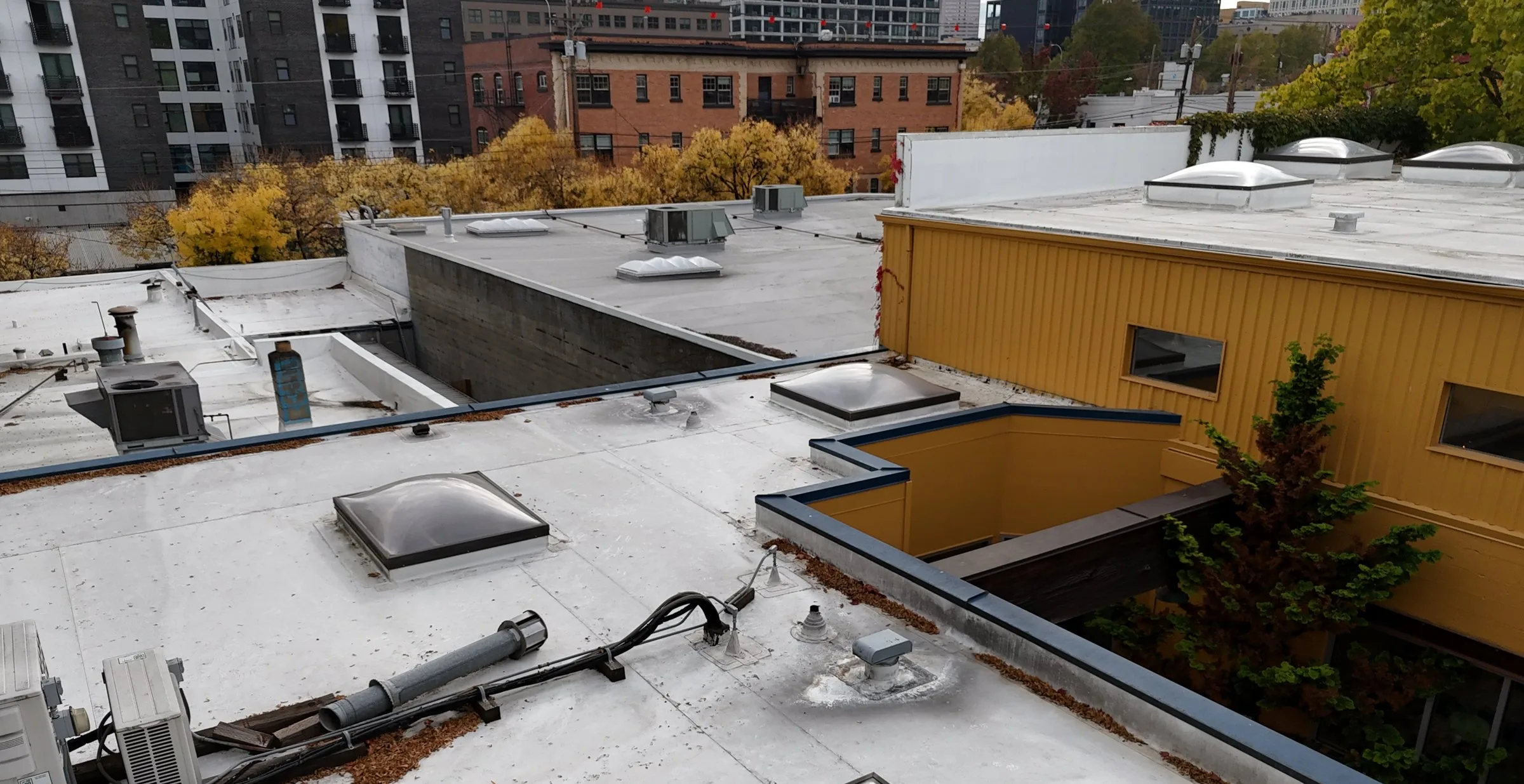 A white flat roof among city buildings, with yellow fall trees beyond it and needles gathering along its edges.