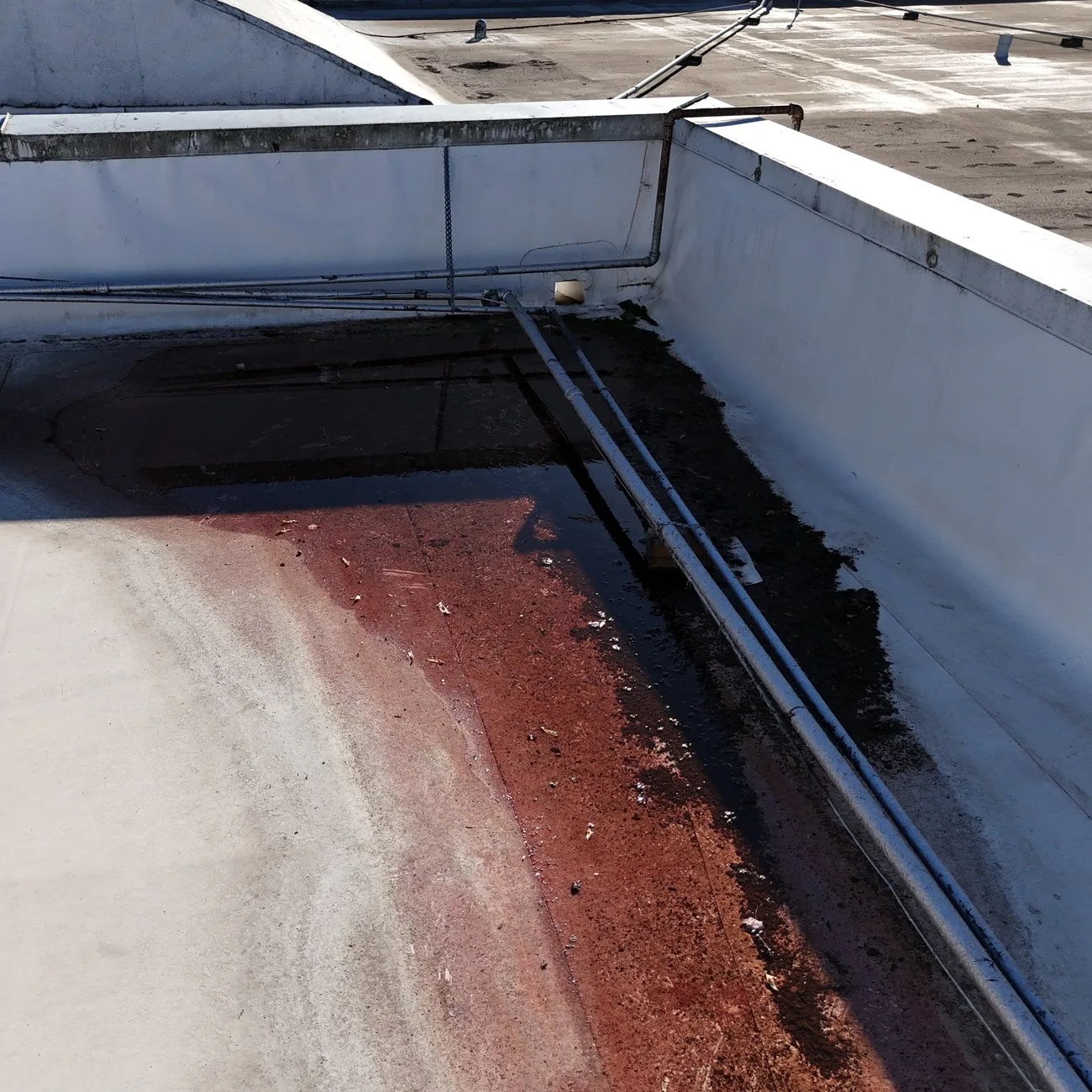 Standing water and dark debris in the corner of a white flat roof, along the wall by the opening that drains it, with a reddish stain where the water sits.